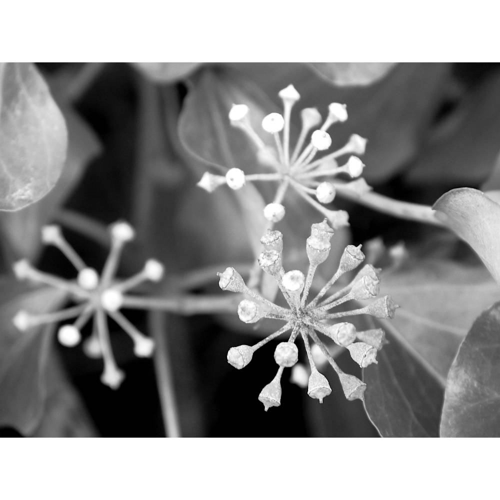 Efeu Fotografie Kunstdruck Hahnemühle Baryta Bild 3