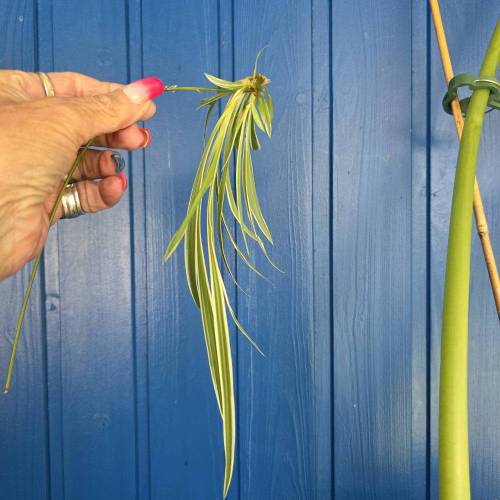 Grnlilie Ableger (Chlorophytum comosum)  ungetopfter und unbewurzelter  Ableger