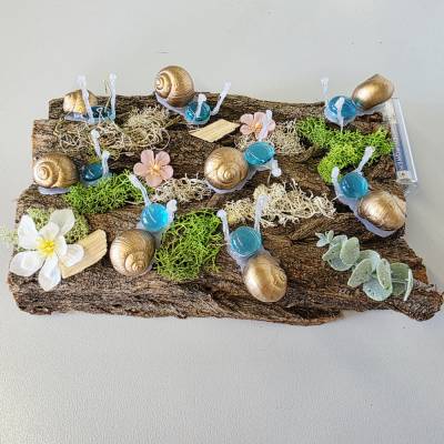 Leuchtschnecken auf Baumrinde mit grünlichen Schneckenhäuser 