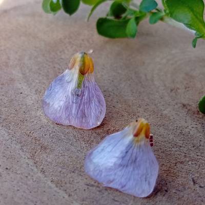 Ohrstecker Echte Wiesenschaumkraut Blüte 