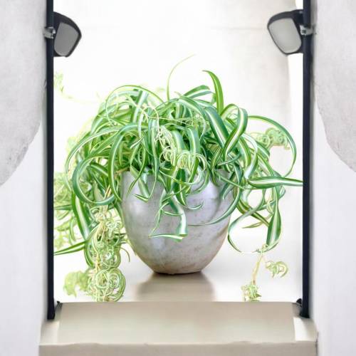 monstera deliciosa kaufen groß Fensterblatt (Monstera) XXL-Größe kaufen main image 1