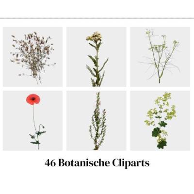 Digitales Clipart Set: 46 Wiesenpflanzen & Kräuter | Botanical Meadow PNG | Transparentes Herbarium | pollimarket