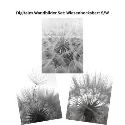 Digitales Wandbilder Set: Wiesenbocksbart S/W | 3 Poster im Minimalismus Design | Printable Wall Art | A4 PDF