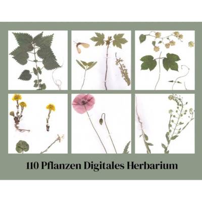 Digitales Herbarium: 110 Getrocknete Pflanzen & Kräuter | 123 A4 Bilder Vintage | Junk Journal Botanik | pollimarket