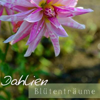 Dahlien Blütenträume – Kalender 2027