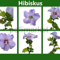 Digitales Clipart Bundle: Hibiskus | 6 hochauflösende PNG-Dateien mit transparentem Hintergrund | Bastel Zubehör