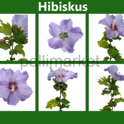 Digitales Clipart Bundle: Hibiskus | 6 hochauflösende PNG-Dateien mit transparentem Hintergrund | Bastel Zubehör