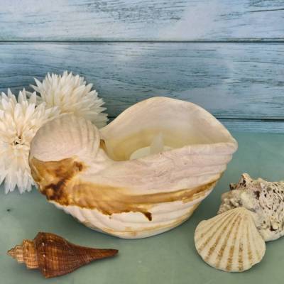 Deko-Schale in Muschelform mit Farbverlauf aus Kupfer, Braun, Beige, Weiß
