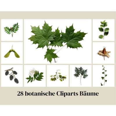 Digitales Clipart Set: 28 Wald Blätter & Samen | Botanical Forest PNG | Transparentes Herbarium | pollimarket
