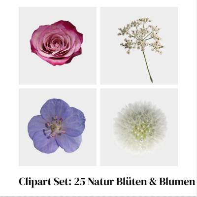 Digitales Clipart Set: 25 Natur Blüten & Blumen | Botanical Flowers PNG | Transparentes Herbarium | pollimarket