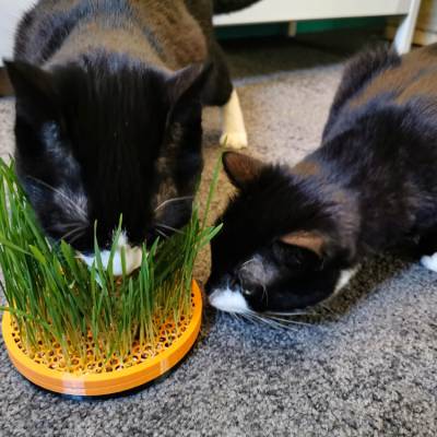 Katzengrasnapf Katzennapf Pflanztopf 3D-Druck zum ansäen Weizen Katzengras