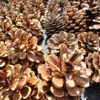 50 oder 100 Kiefernzapfen, braun, Naturmaterial Zapfen, Deko, Basteln, Baumschmuck, Adventsschmuck
