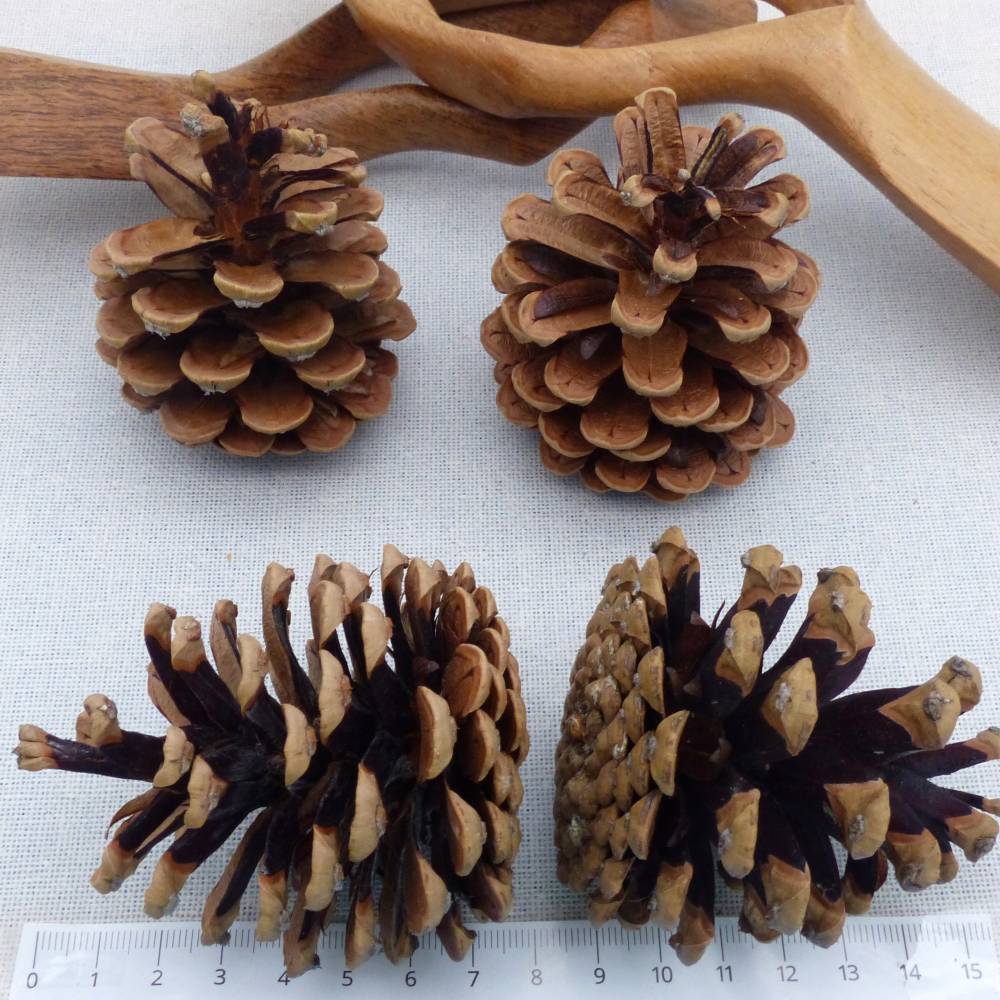 50 oder 100 große Kiefernzapfen, braun, Naturmaterial Kiefer Zapfen, Deko, Basteln, Baumschmuck, Adventsschmuck
