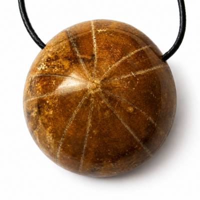 Seeigel-Versteinerung Anhänger am Band – Pygurus Fossil, Madagaskar, ca. 30 mm