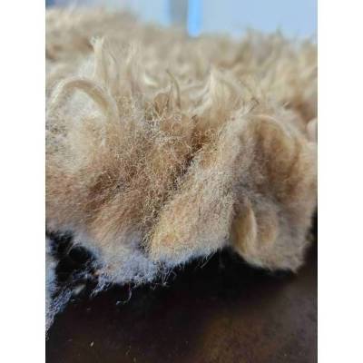 1kg Lammwolle vom Coburger Fuchsschaf, gut sortiert, ungewaschen zum Spinnen, Filzen, Füllen von regionalen Schäfern