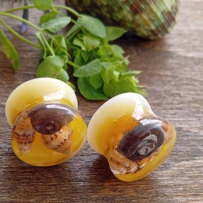 Tunnel plugs 14mm Muscheln sommer
