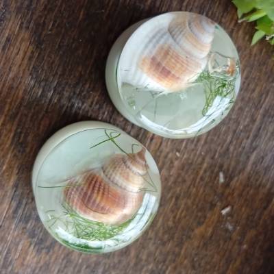 Tunnel plugs 14mm Muscheln sommer