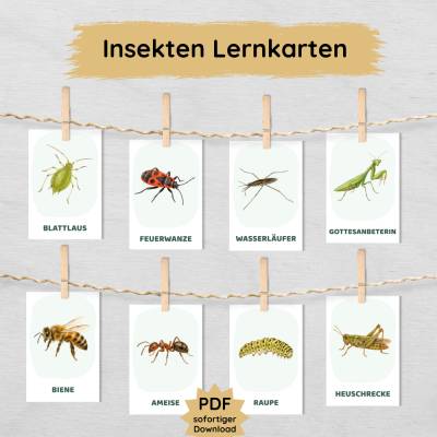 Insekten Lernkarten für Kinder – 24 Karten zum Ausdrucken | Lernspiel Natur