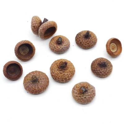 Eichel Kappen, größere flache Eichelhütchen, natur, braun, Naturprodukt zum Dekorieren, Basteln, Weihnachten, Floristik