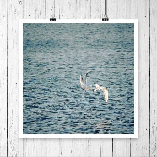 Möwen über dem Meer, Fotografie, quadratisches Bild, Größe 20 x 20 cm oder 30 x 30 cm