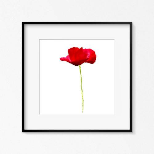 Mohnblume Mohnblüte Mohn Blume Rot // Brushwork Design // Modern Minimalistisch Print Poster Fotografie // 30 x 30 cm