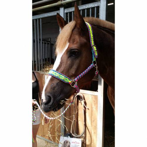 Tolles Pferde Halfter Größe Warmblut aus dem Hause Knotenwerke Paracord