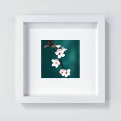  Kirschblüte in Rosa, Botanik Druck und Fotografie mit grünem Hintergrund, Geschenk zum Frühling, 13 x 13 cm, 20 x 20 cm