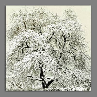 Grosses Wandbild Alter Baum im Schnee -  Vintage Schwarz Weiß Fotografie Wanddeko Winter