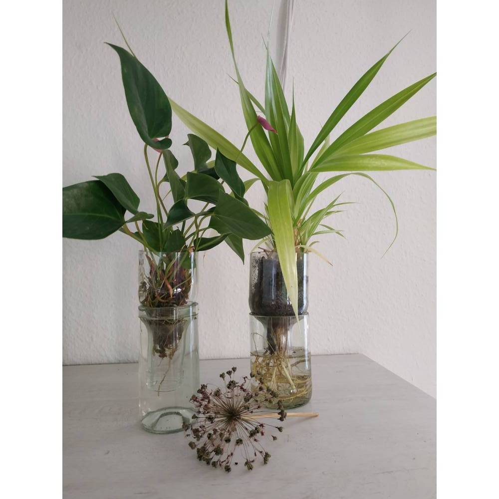 Blumentopf, Hydrotopf aus Glas , Übertopf, Flasche-Upcycling, Geschenk, Kräuter-Topf, Glas-Topf