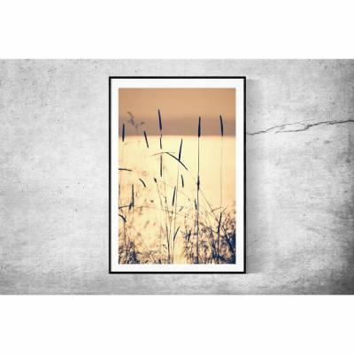 Gräser im Sonnenuntergang am Wasser, botanisches Poster Wandbild, Dekoration Schlafzimmer, 30 x 20 cm, 45 x 30 cm