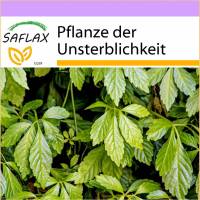 SAFLAX - Pflanze der Unsterblichkeit - 30 Samen - Gynostemma pentaphyllum