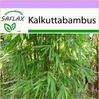 SAFLAX - Gräser-Bambus-Kalkuttabambus - 50 Samen - Dendrocalamus strictus