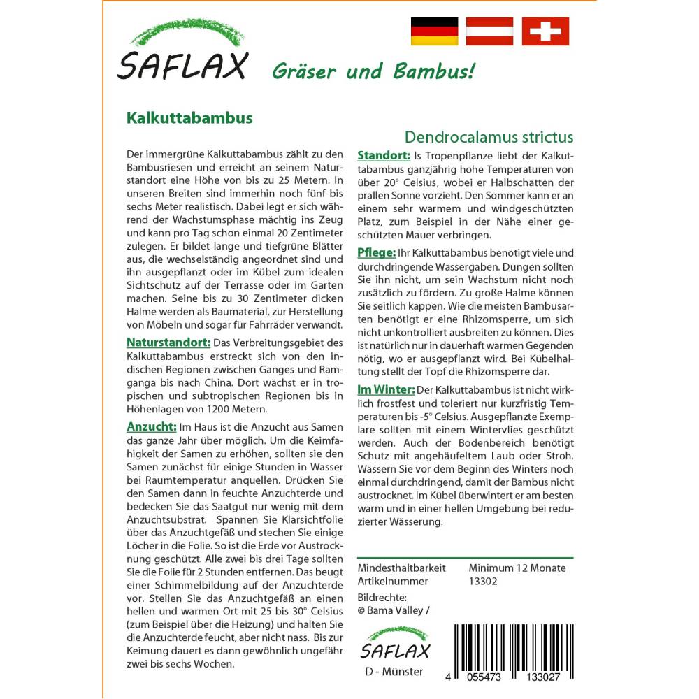 SAFLAX - Grser-Bambus-Kalkuttabambus - 50 Samen - Dendrocalamus strictus