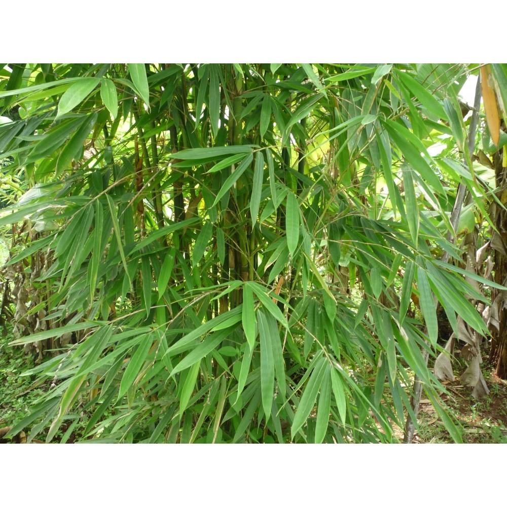 SAFLAX - Grser-Bambus-Kalkuttabambus - 50 Samen - Dendrocalamus strictus
