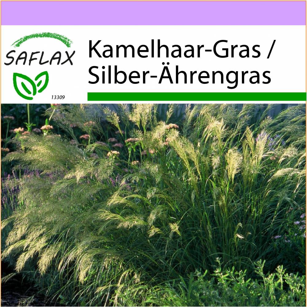 SAFLAX - Grser-Bambus-Kamelhaar-Gras / Silber-hrengras - 50 Samen - Stipa  calamagrostis