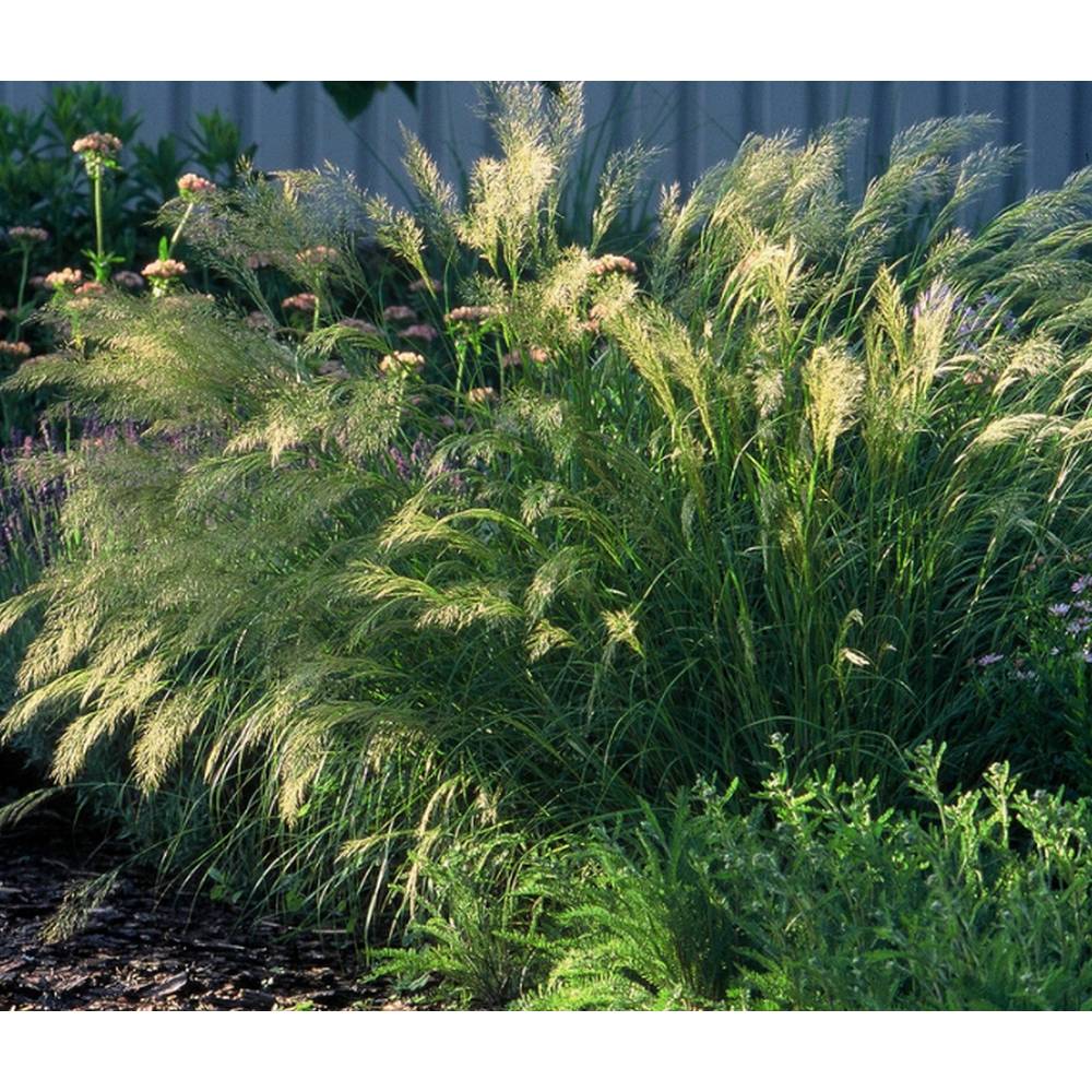 SAFLAX - Grser-Bambus-Kamelhaar-Gras / Silber-hrengras - 50 Samen - Stipa  calamagrostis