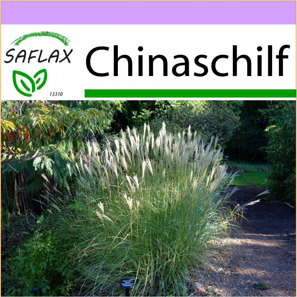 SAFLAX - Grser-Bambus-Chinaschilf - 200 Samen - Miscanthus sinensis
