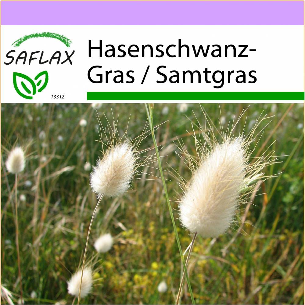 SAFLAX - Gräser-Bambus-Hasenschwanz-Gras / Samtgras - 100 Samen