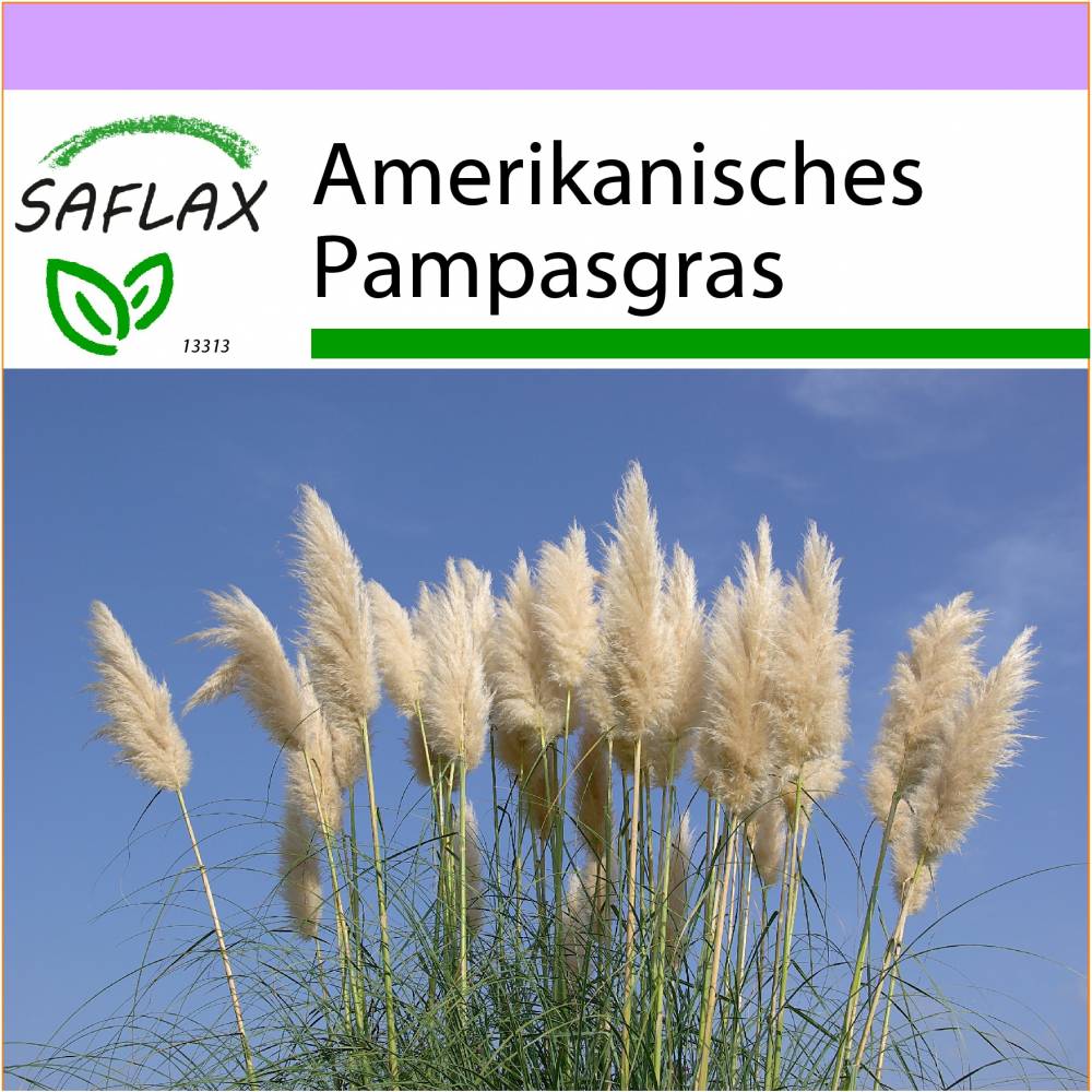 SAFLAX - Gräser-Bambus-Amerikanisches Pampasgras - 200 Samen
