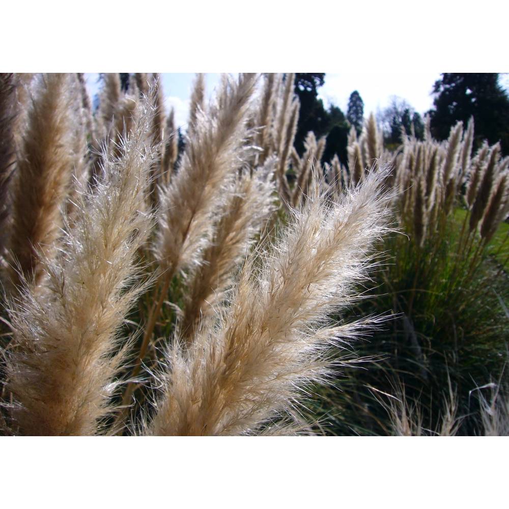 SAFLAX - Grser-Bambus-Amerikanisches Pampasgras - 200 Samen - Cortaderia  selloana
