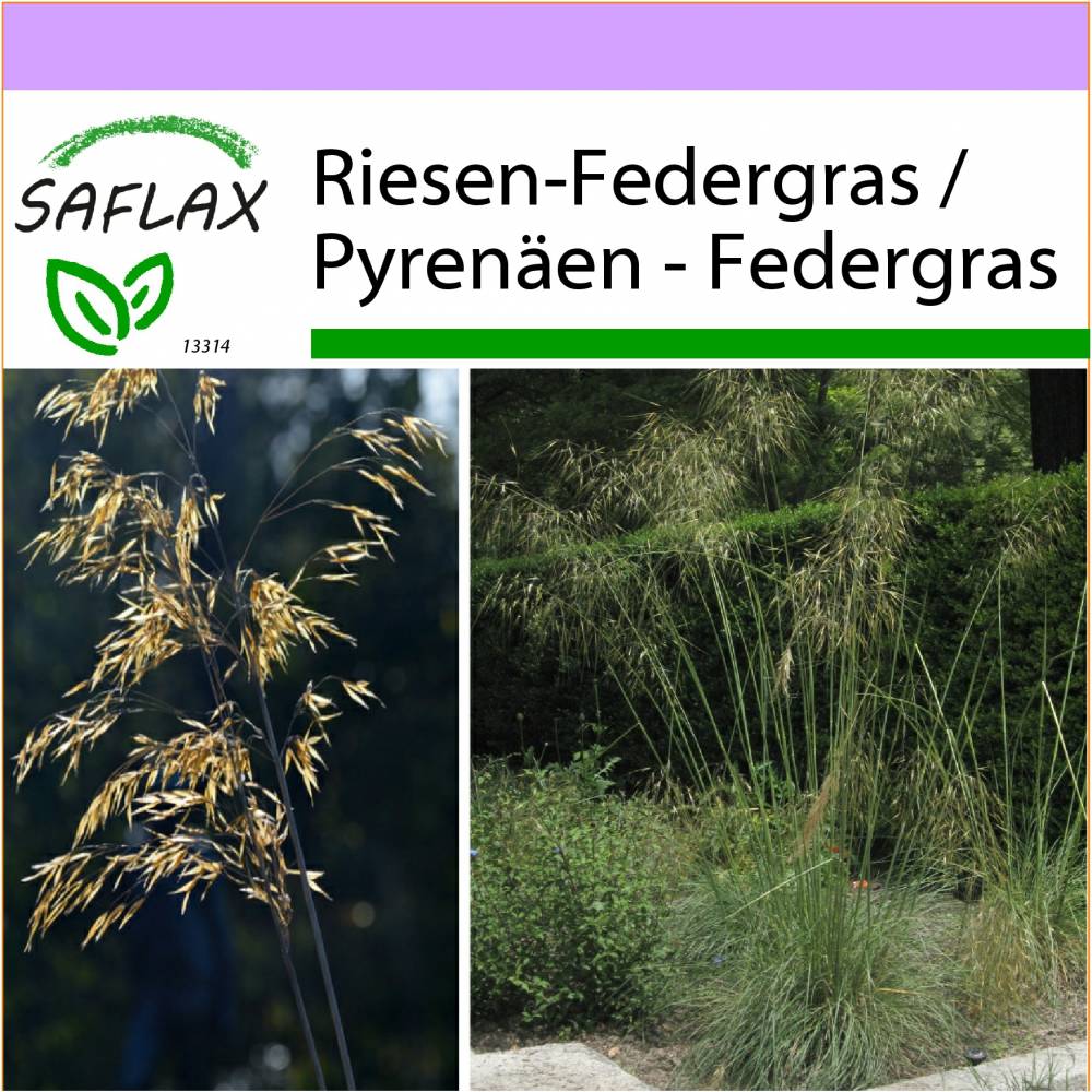SAFLAX - Grser-Bambus-Riesen-Federgras / Pyrenen - Federgras - 10 Samen -  Stipa gigantea
