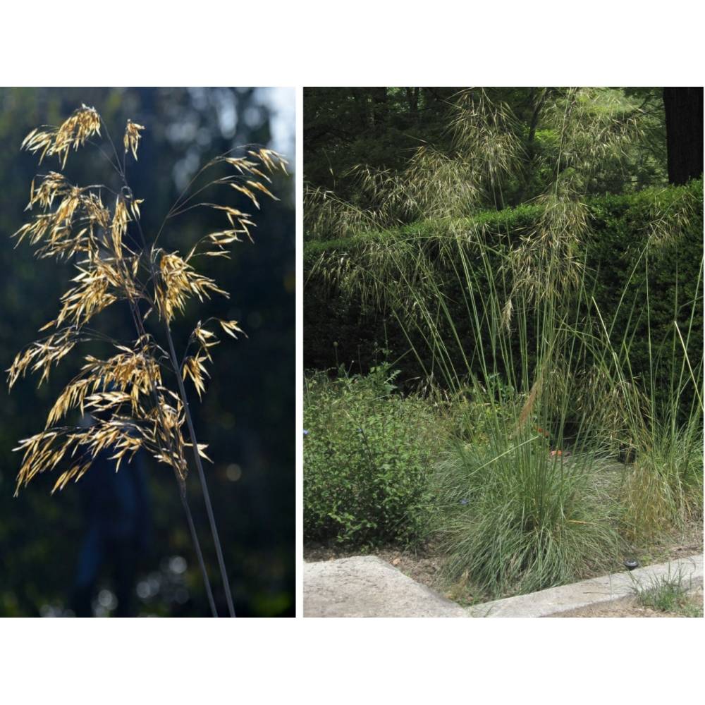 SAFLAX - Grser-Bambus-Riesen-Federgras / Pyrenen - Federgras - 10 Samen -  Stipa gigantea