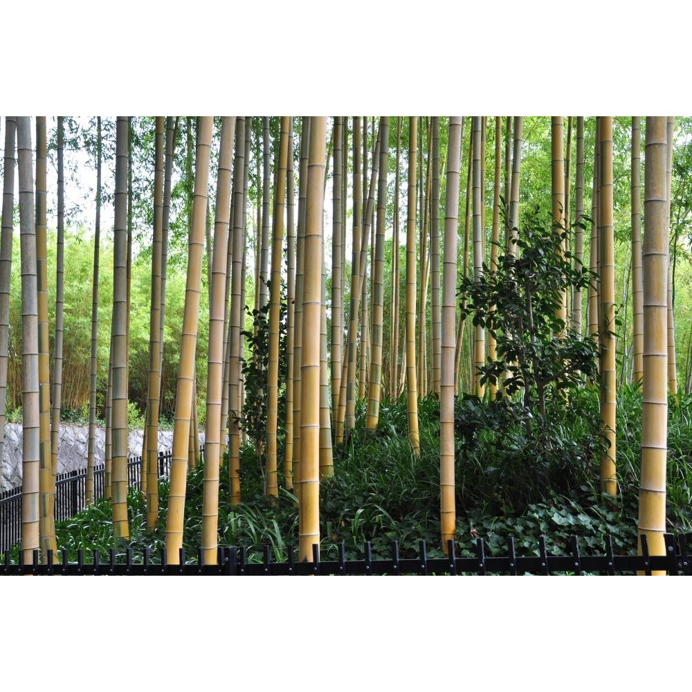 SAFLAX - Grser-Bambus-Moso Riesenbambus - 20 Samen - Phyllostachys  pubescens