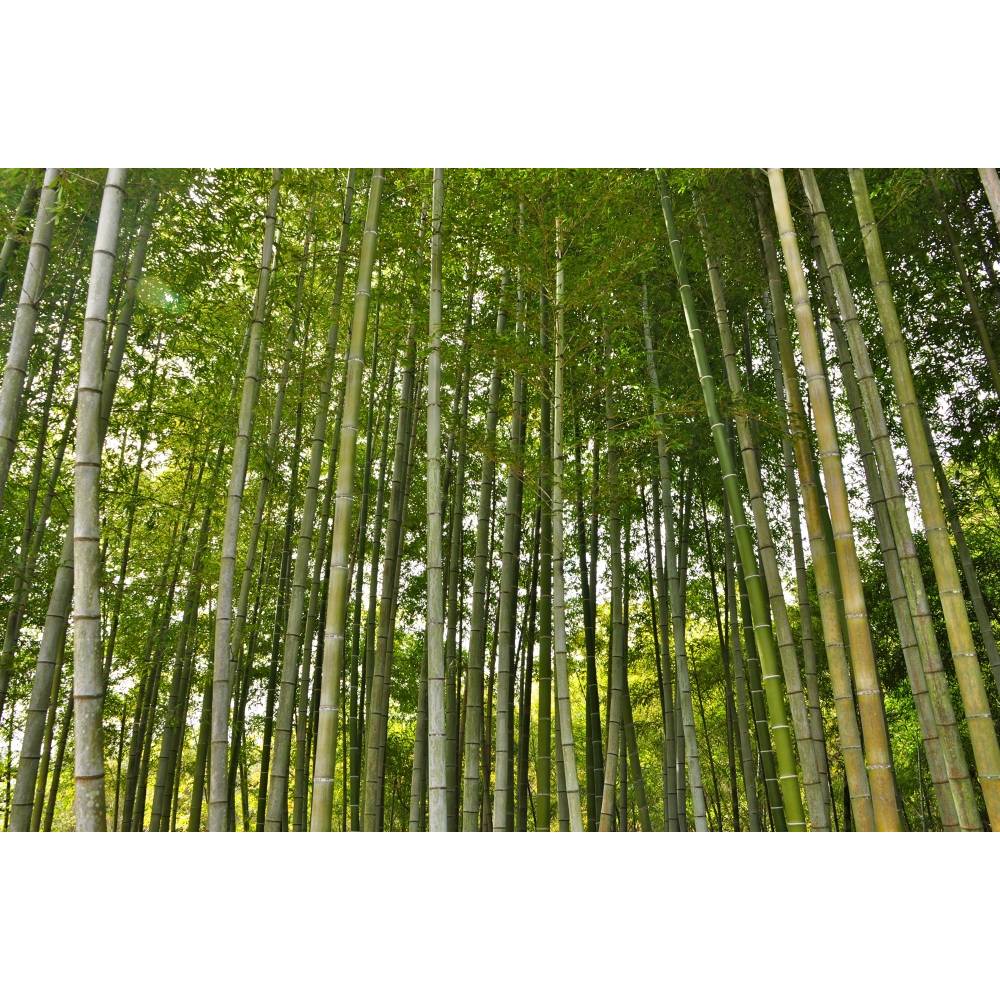 SAFLAX - Grser-Bambus-Moso Riesenbambus - 20 Samen - Phyllostachys  pubescens