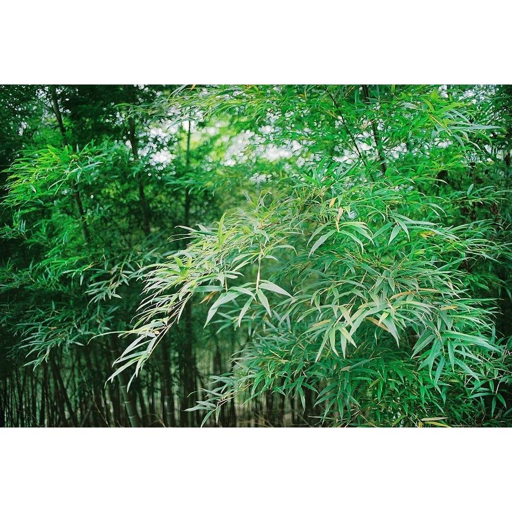 SAFLAX - Grser-Bambus-Moso Riesenbambus - 20 Samen - Phyllostachys  pubescens