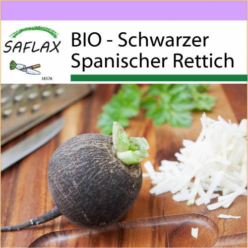 SAFLAX - BIO - Schwarzer Spanischer Rettich - 100 Samen - Raphanus sativus
