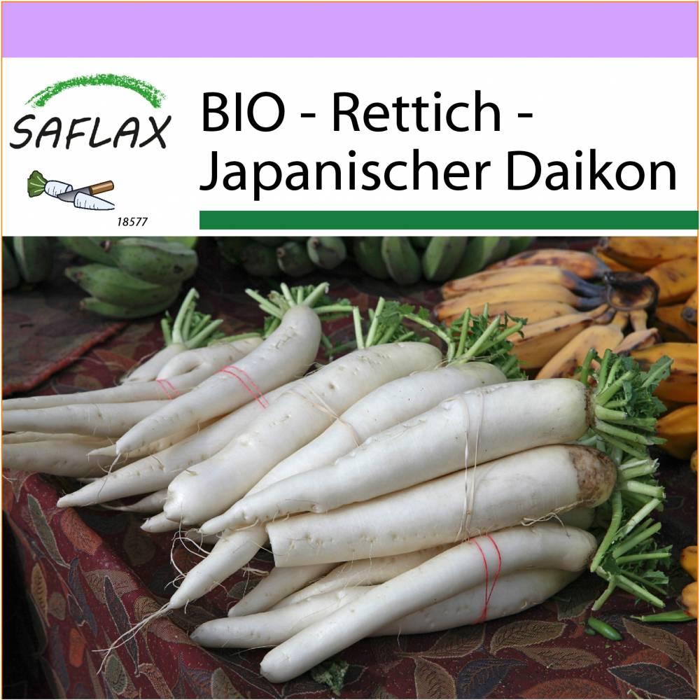 SAFLAX - BIO - Rettich - Japanischer Daikon - 100 Samen - Raphanus sativus