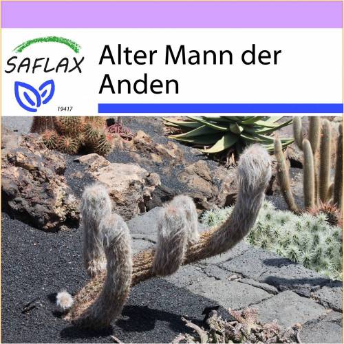 SAFLAX - Kakteen - Alter Mann der Anden - 40 Samen - Oreocereus celsianus