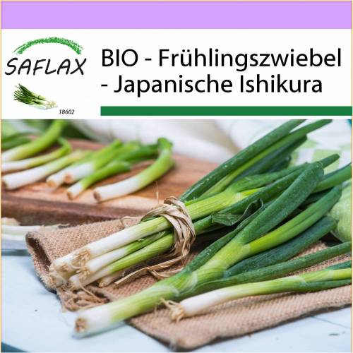 SAFLAX - BIO - Frühlingszwiebel - Japanische Ishikura - 150 Samen - Allium fistulosum