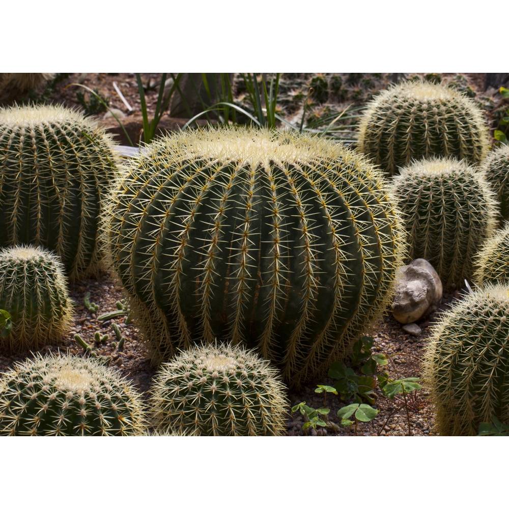 SAFLAX - Kakteen - Schwiegermutterstuhl - 40 Samen - Echinocactus grusonii
